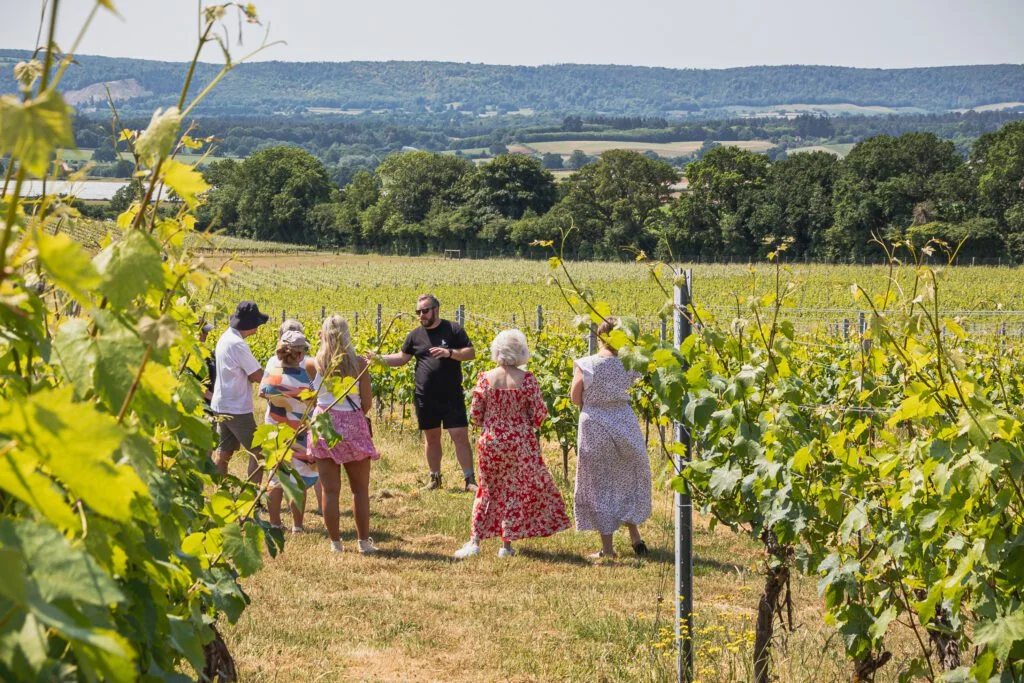VineyardTour&Tasting