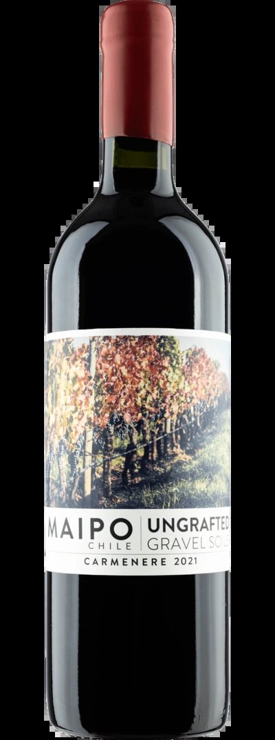 UngraftedCarmenere2021