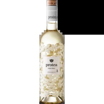 ProteaCheninBlanc2025–AnthonijRupert