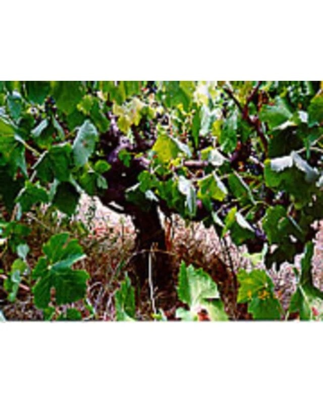 1997ClarendonHillsKangarillaGrenache