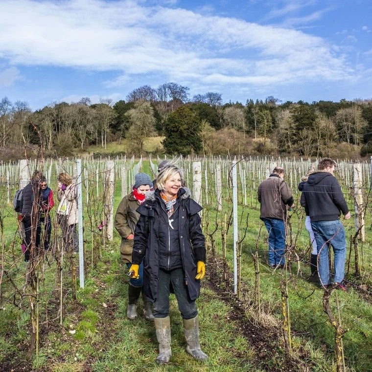 MeettheVineyardManager–WinterPruning
