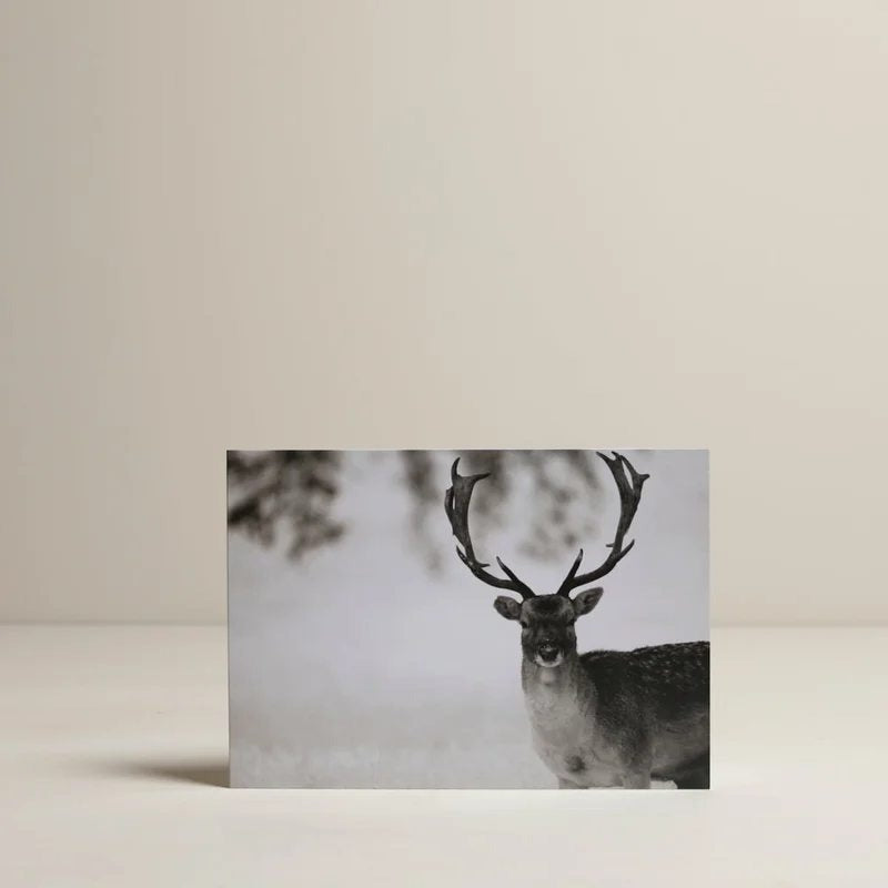FallowDeerinthesnowChristmasCards